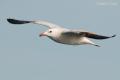 Gaviota de Audouin (Larus audouinii)