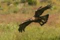 Aguila real (Aguila chrysaetos)