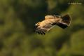 Águila imperial ibérica (Aquila adalberti).