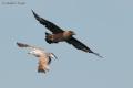 Pagalo grande (Stercorarius skua)