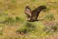 Aguila real (Aguila chrysaetos)