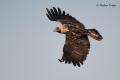 Águila imperial Ibérica (Aquila adalberti)