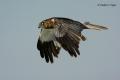 Aguilucho lagunero (Circus aeruginosus)