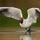 Gaviota reidora ( Larus ridibundus )