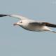 Descripción: Gaviota de Audouin (Larus audouinii)