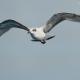 Descripción: Gaviota reidora (Larus ridibundus)