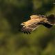 Descripción: Águila imperial ibérica (Aquila adalberti).