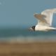 Descripción: Gaviota cabecinegra (Larus melanocephalus)