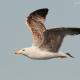 Descripción: Gaviota patiamarilla (Larus cachinnans)