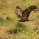 Descripción: Aguila real (Aguila chrysaetos)