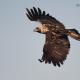 Descripción: Águila imperial Ibérica (Aquila adalberti)