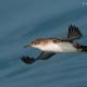 Pardela balear (Puffinus mauretanicus)