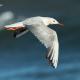 Descripción: Gaviota picofina (Larus genei)