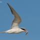 Charran común ( Sterna hirundo)