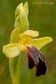 Ophrys arnoldii