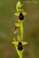 Ophrys subinsectifera