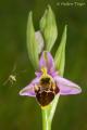 Ophrys scolopax