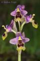 Ophrys tenthredinifera