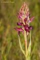 Anacamptis coriophora