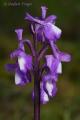 Orchis champangneuxii