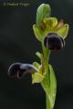 Ophrys dyris