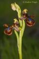 Ophrys speculum