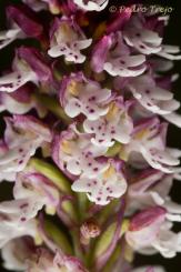 FLORA