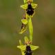 Ophrys subinsectifera