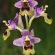 Ophrys tenthredinifera