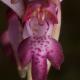 Anacamptis coriophora