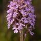 Orchis conica