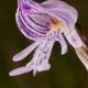 Orchis militaris