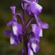 Orchis champangneuxii