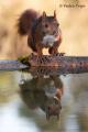 Ardilla roja (Sciurus vulgaris)