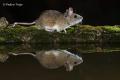 Raton de campo (Apodemus sylvaticus)