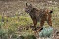 Lince iberico (Lynx pardinus)