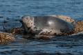 Foca gris (Halichoerus grypus)