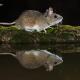 Raton de campo (Apodemus sylvaticus)