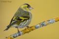 Carduelis spinus