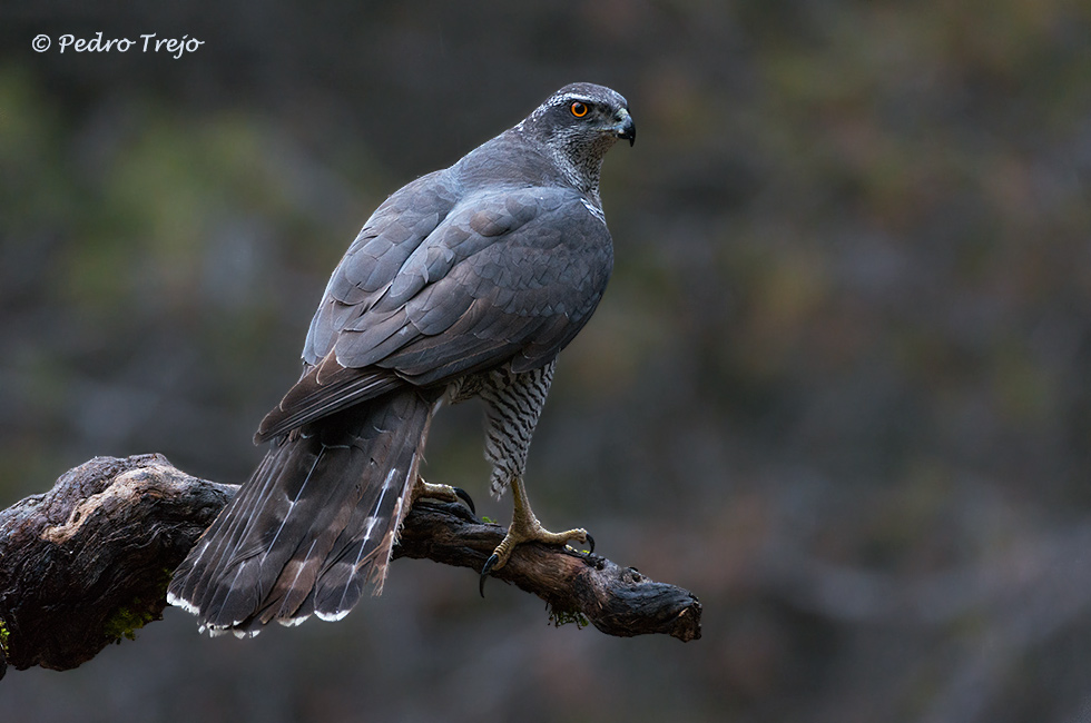 Azor (Accipiter gentilis)
