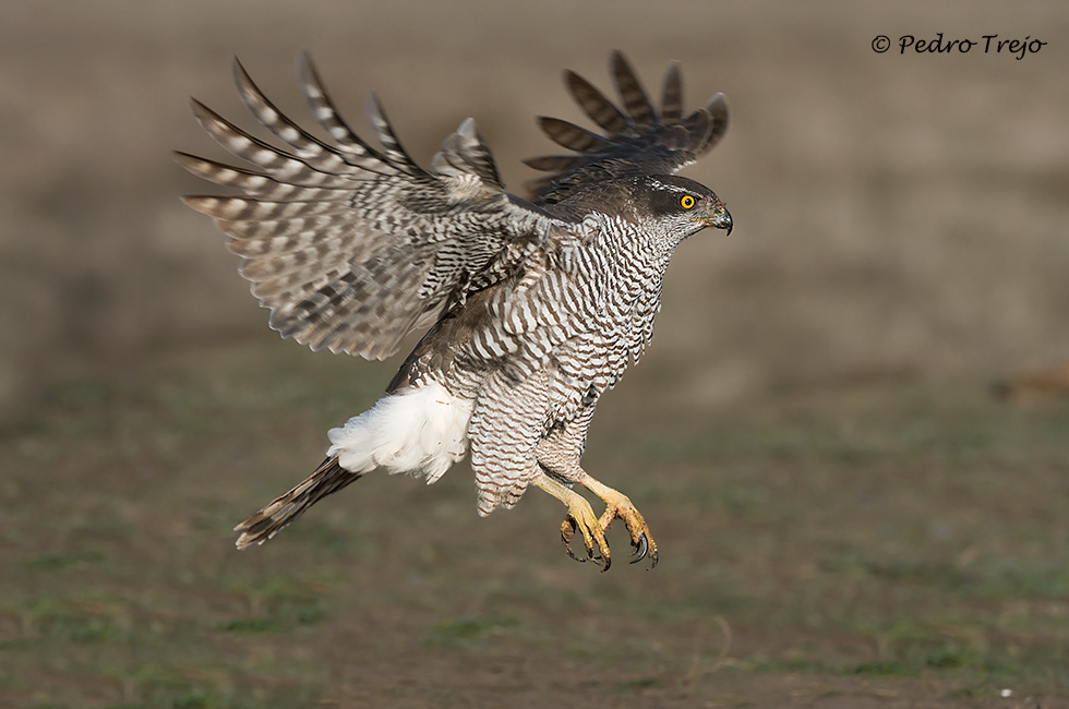 Azor (Accipiter gentilis)