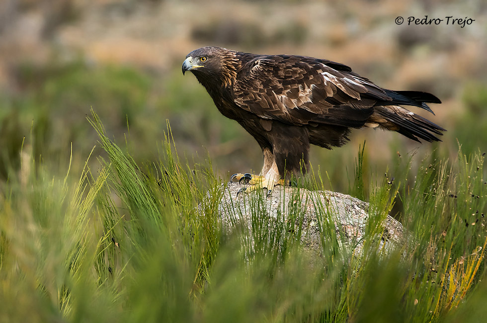 Águila real (Aguila chrysaetos)