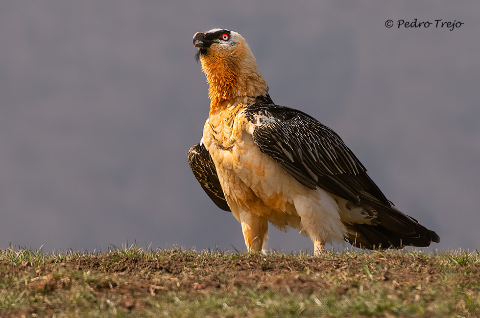Quebrantahuesos (Gypaetus barbatus)