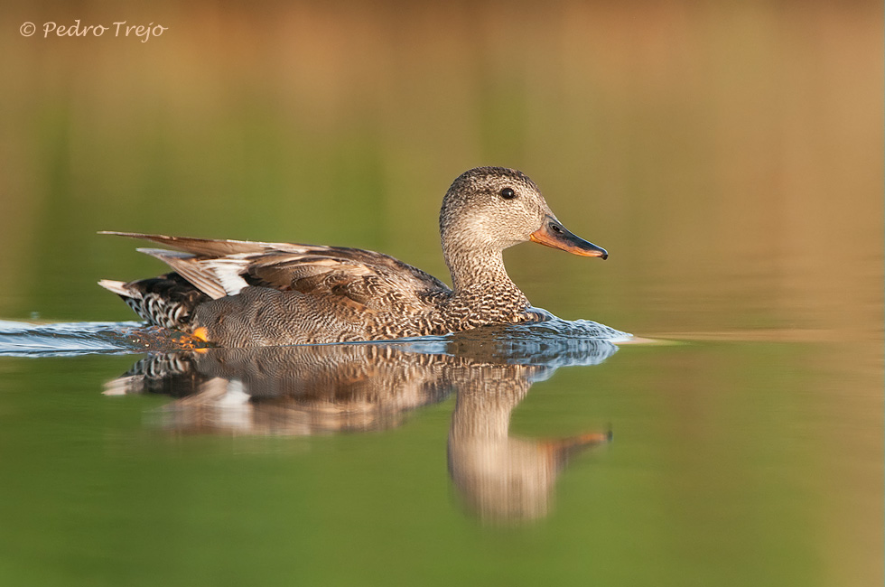 Anade Friso (Anas strepera)