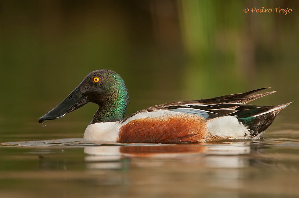 Pato cuchara en eclipse (Anas clypeata)