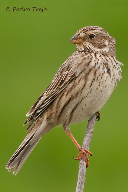 Triguero ( Miliaria calandra)