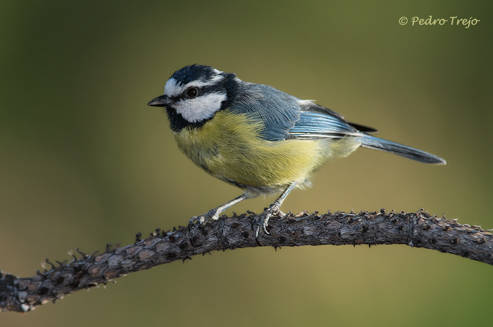 Herrerillo norteafricano (Parus teneriffae)