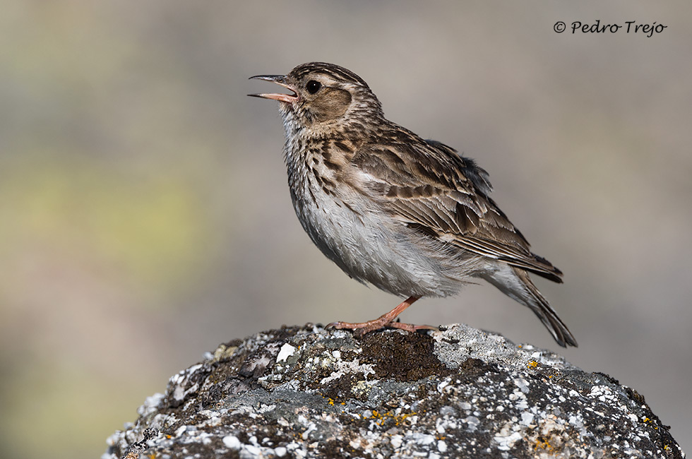 Totovía (Lullula arborea)