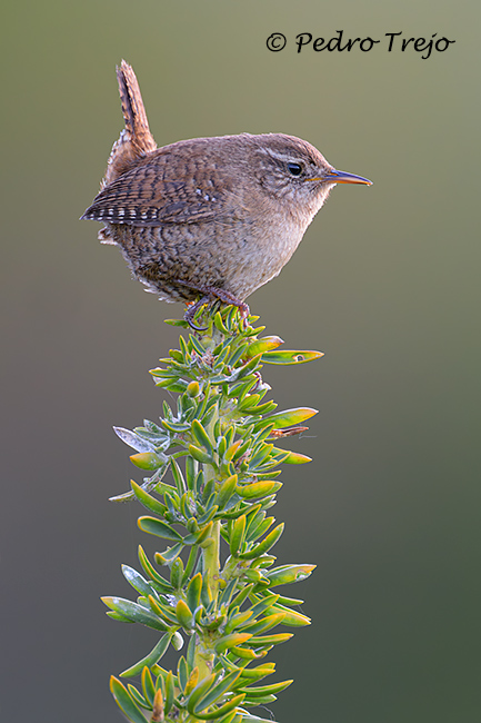 Chochin (Troglodytes troglodytes)