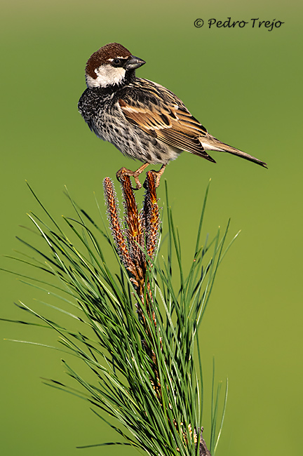 Gorrión moruno (Passer hispaniolensis)